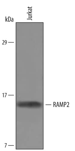 Human RAMP2 Antibody, R D Systems 100&mu;g; Unlabeled:Antibodies, Polyclonal