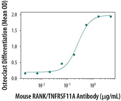 Mouse RANK/TNFRSF11A Antibody, R D Systems 100&mu;g; Unlabeled:Antibodies,