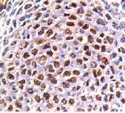 Mouse RANK/TNFRSF11A Antibody, R D Systems 100&mu;g; Unlabeled:Antibodies,