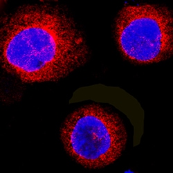 Human/Mouse RASSF2 Antibody, R D Systems 25&mu;g; Unlabeled:Antibodies,