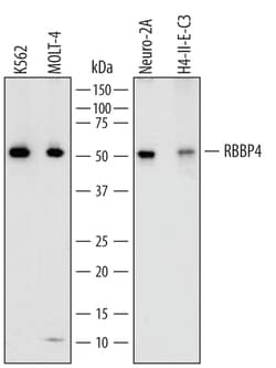 Human/Mouse/Rat RBBP4 Antibody, R D Systems 100&mu;g; Unlabeled:Antibodies,