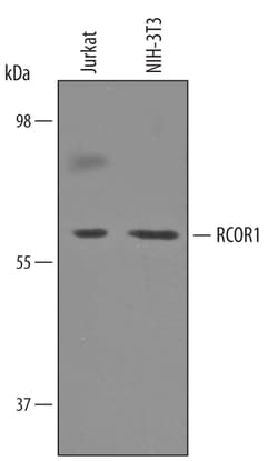 Human/Mouse RCOR1/CoREST Antibody, R D Systems 25&mu;g; Unlabeled:Antibodies,