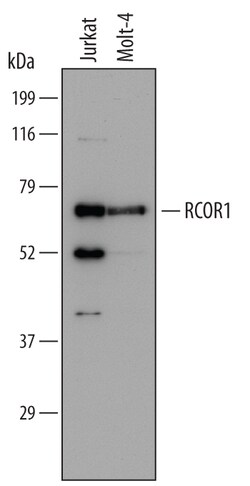 Human RCOR1/CoREST Antibody, R D Systems 100ug; Unlabeled:Antibodies, Monoclonal