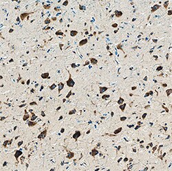 Human Reelin Antibody, R D Systems:Antibodies:Primary Antibodies