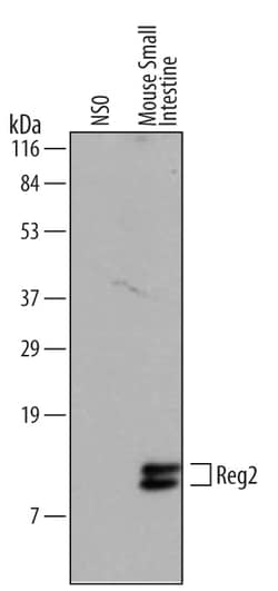 Mouse Reg2 Antibody, R D Systems 25&mu;g; Unlabeled:Antibodies, Monoclonal