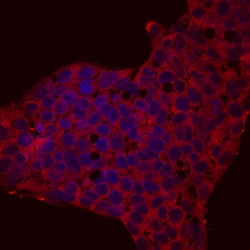 Human Reg3A Antibody, R D Systems 100ug; Unlabeled:Antibodies, Monoclonal