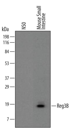 Mouse Reg3B Antibody, R D Systems 25&mu;g; Unlabeled:Antibodies, Monoclonal