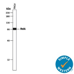 Human/Mouse/Rat RelA/NF kappa B p65 Antibody, R D Systems 25&mu;g; Unlabeled:Antibodies,