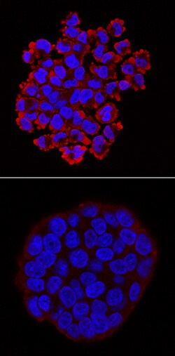 Human Phospho-RelA/NFkB p65 (S536) Antibody, R D Systems 100ug; Unlabeled:Anticorps,
