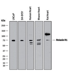 Human/Mouse/Rat Relaxin R1 Antibody, R D Systems:Antibodies:Primary Antibodies