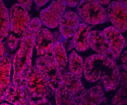 Mouse Relaxin-1 Antibody, R D Systems 25&mu;g; Unlabeled:Antibodies, Polyclonal