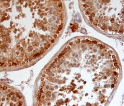 Human Pro-Relaxin-3 Antibody, R D Systems 100&mu;g; Unlabeled:Antibodies,