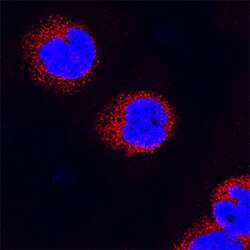 Human RelB Antibody, R D Systems 25&mu;g; Unlabeled:Antibodies, Monoclonal