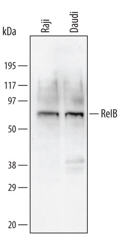 Human RelB Antibody, R D Systems 25&mu;g; Unlabeled:Antibodies, Monoclonal