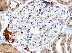 Human Renin Propeptide Antibody, R D Systems 25&mu;g; Unlabeled:Antibodies,