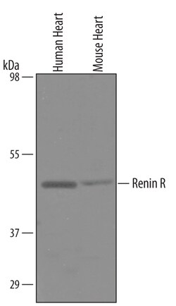 Human/Mouse Renin R Antibody, R D Systems 100&mu;g; Unlabeled:Antibodies,