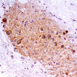 Mouse Ret Antibody, R D Systems 100&mu;g; Unlabeled:Antibodies, Polyclonal