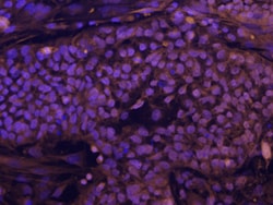 Human Rex-1/ZFP42 Antibody, R D Systems 25&mu;g; Unlabeled:Antibodies,