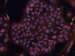 Human Rex-1/ZFP42 Biotinylated Antibody, R D Systems 50&mu;g; Biotin:Antibodies,