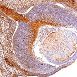 Mouse RGM-A Antibody, R D Systems 25&mu;g; Unlabeled:Antibodies, Polyclonal