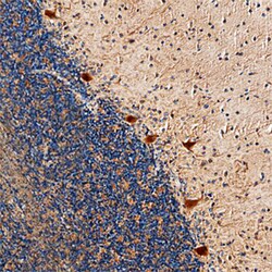 Human RGS8 Antibody, R D Systems 100 &mu;g | Buy Online | R&D Systems | Fisher Scientific