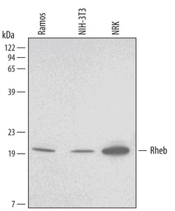 Human/Mouse/Rat Rheb Antibody, R D Systems 100ug; Unlabeled:Antibodies,