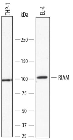 Human/Mouse RIAM/APBB1IP Antibody, R D Systems 25&mu;g; Unlabeled:Antibodies,