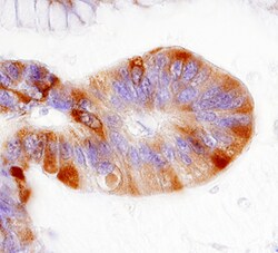 Human/Mouse/Rat Phospho-Ribosomal Protein S6/RPS6 (S235/S236) Antibody,