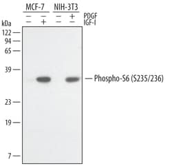 Human/Mouse/Rat Phospho-Ribosomal Protein S6/RPS6 (S235/S236) Antibody,