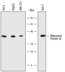 Human/Mouse/Rat Ribosomal Protein S6/RPS6 Antibody, R D Systems 100&mu;g;