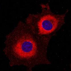 Human/Mouse/Rat Ribosomal Protein S6/RPS6 Antibody, R D Systems 100ug;