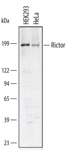 Human Rictor Antibody, R D Systems 25&mu;g; Unlabeled:Antibodies, Polyclonal