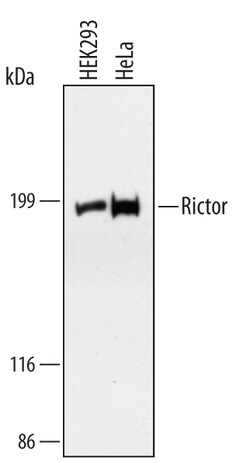 Rictor Rat anti-Human, Clone: 454313, R D Systems 25&mu;g; Unlabeled, Quantity: