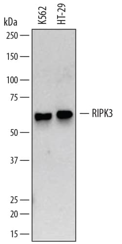 Human RIPK3/RIP3 Antibody, R D Systems 100ug; Unlabeled:Antibodies, Monoclonal