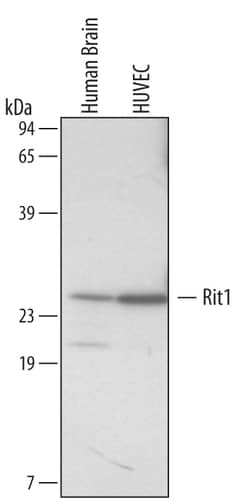 Human Rit1 Antibody, R D Systems 100ug; Unlabeled:Antibodies, Monoclonal