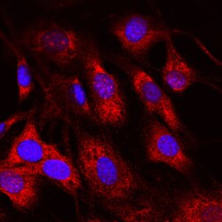 Human/Mouse RNF168 Antibody, R D Systems 100&mu;g; Unlabeled:Antibodies,