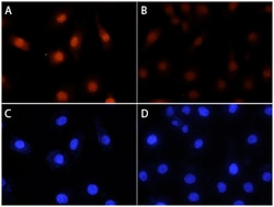 Human/Mouse/Rat Phospho-RSK1 (S380) Antibody, R D Systems 100 ug; Unconjugated:Antibodies,