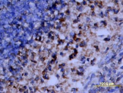 RSK2 Rabbit anti-Human, Mouse, Rat, Polyclonal, R D Systems 50&mu;g; Unlabeled:Antibodies,