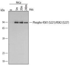 Human/Mouse/Rat Phospho-RSK1 (S221)/RSK2 (S227) Antibody, R D Systems 100&mu;g;