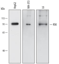Human/Mouse/Rat RSK Pan Specific Antibody, R D Systems 25&mu;g; Unlabeled:Antibodies,