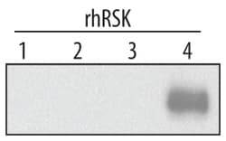 Human RSK4 Antibody, R D Systems 25&mu;g; Unlabeled:Antibodies, Monoclonal