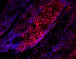 Mouse R-Spondin 1 Antibody, R D Systems 25&mu;g; Unlabeled:Antibodies,