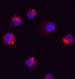 Human RUNX1/CBFA2 Antibody, R D Systems 25&mu;g; Unlabeled:Antibodies,