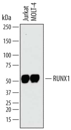 Human RUNX1/CBFA2 Antibody, R D Systems 25&mu;g; Unlabeled:Antibodies,
