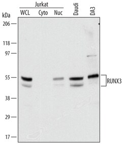 Human/Mouse RUNX3/CBFA3 Antibody, R D Systems 100ug; Unlabeled:Antibodies,