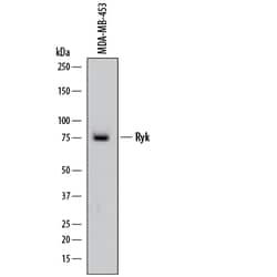 Human Ryk Antibody, R D Systems 25&mu;g; Unlabeled:Antibodies, Monoclonal