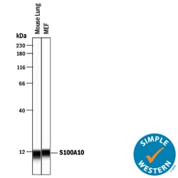 Mouse S100A10 Antibody, R D Systems 100&mu;g; Unlabeled:Antibodies, Polyclonal