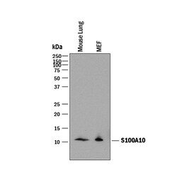 Mouse S100A10 Antibody, R D Systems 100&mu;g; Unlabeled:Antibodies, Polyclonal