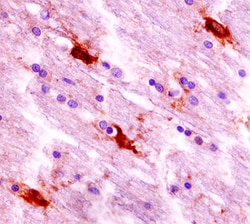 Human S100A16 Antibody, R D Systems 100&mu;g; Unlabeled:Antibodies, Polyclonal