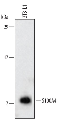 Human/Mouse S100A4 Antibody, R D Systems 25&mu;g; Unlabeled:Antibodies,